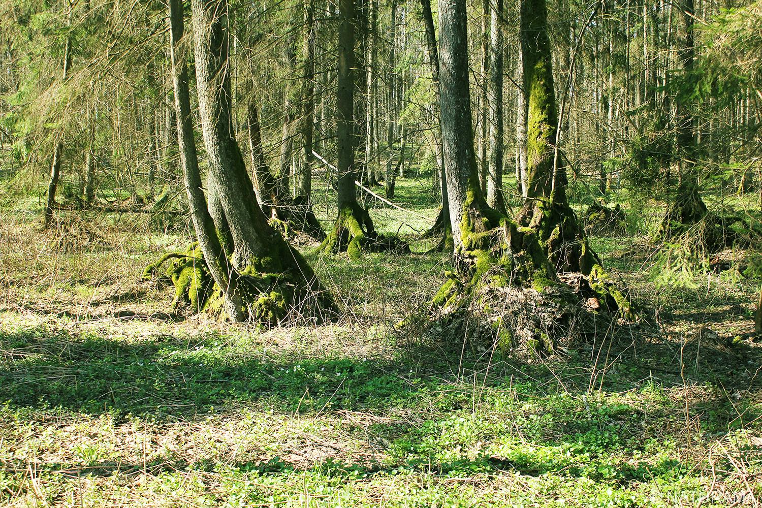 Balbieriškio miškas