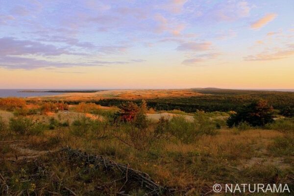 Kuršių nerija