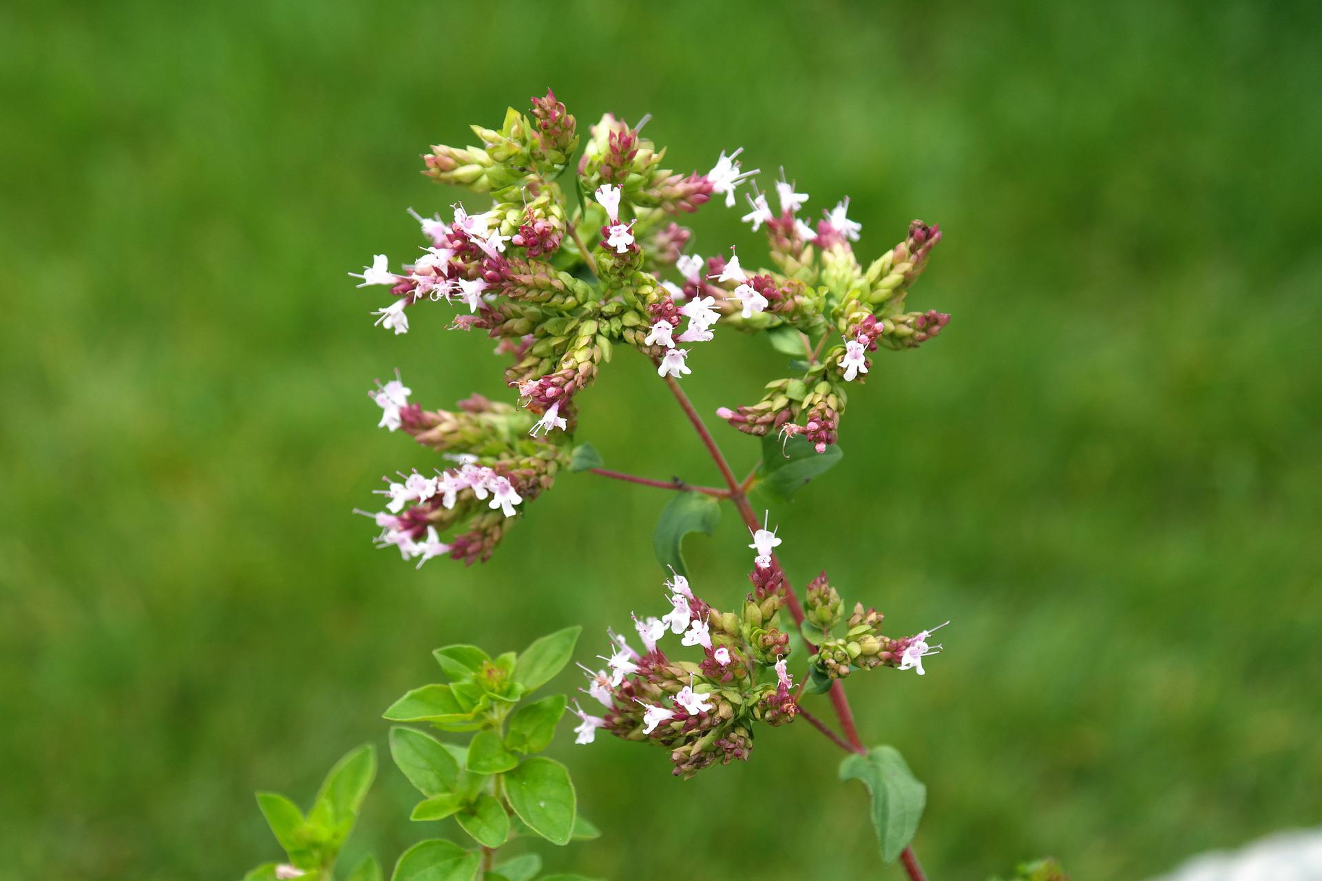 Paprastasis raudonėlis