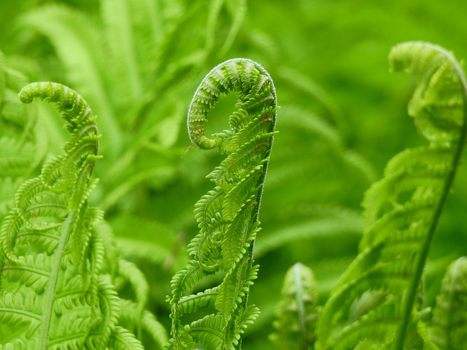 Paupinis jonpapartis