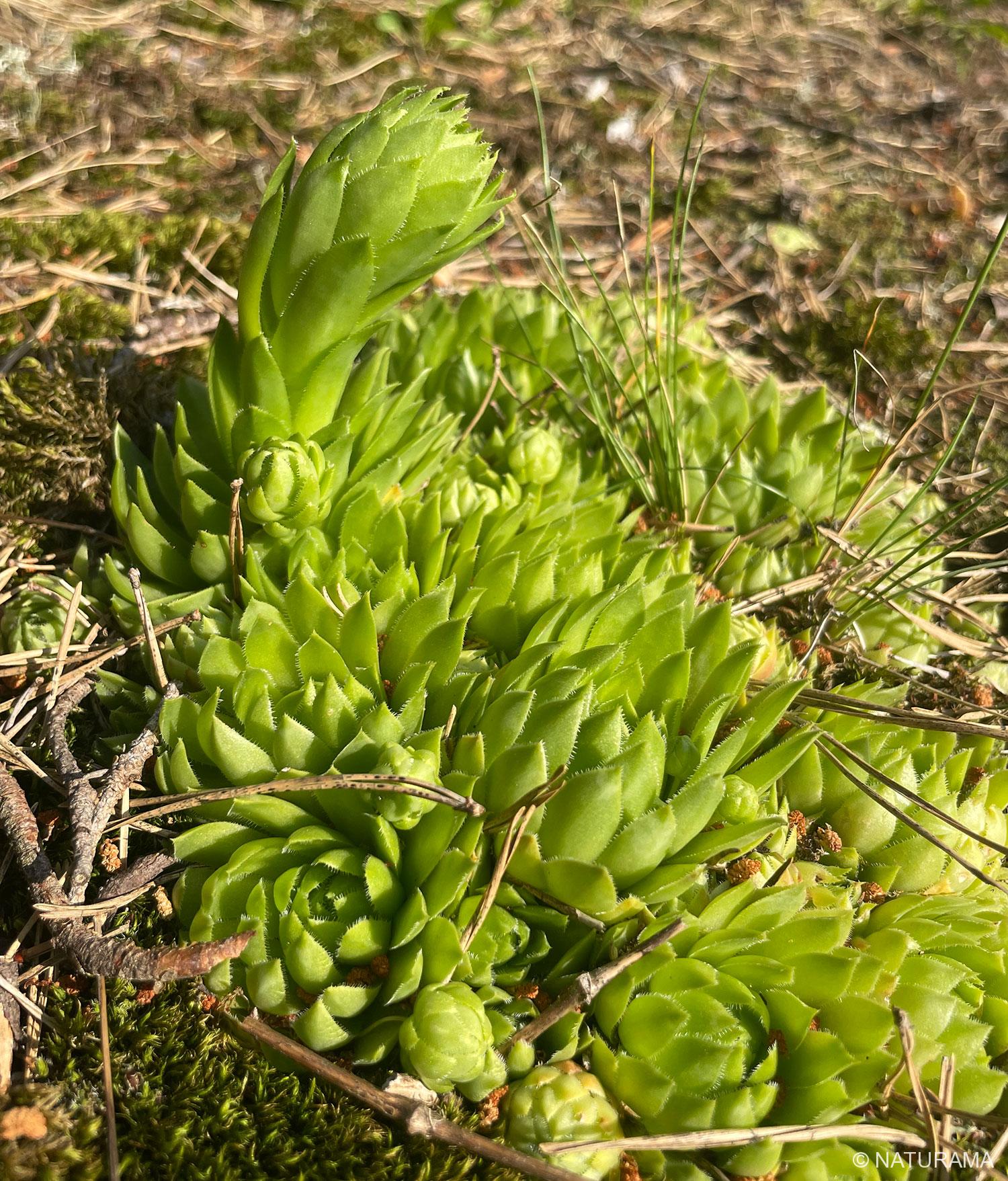 Šilinė perkūnropė