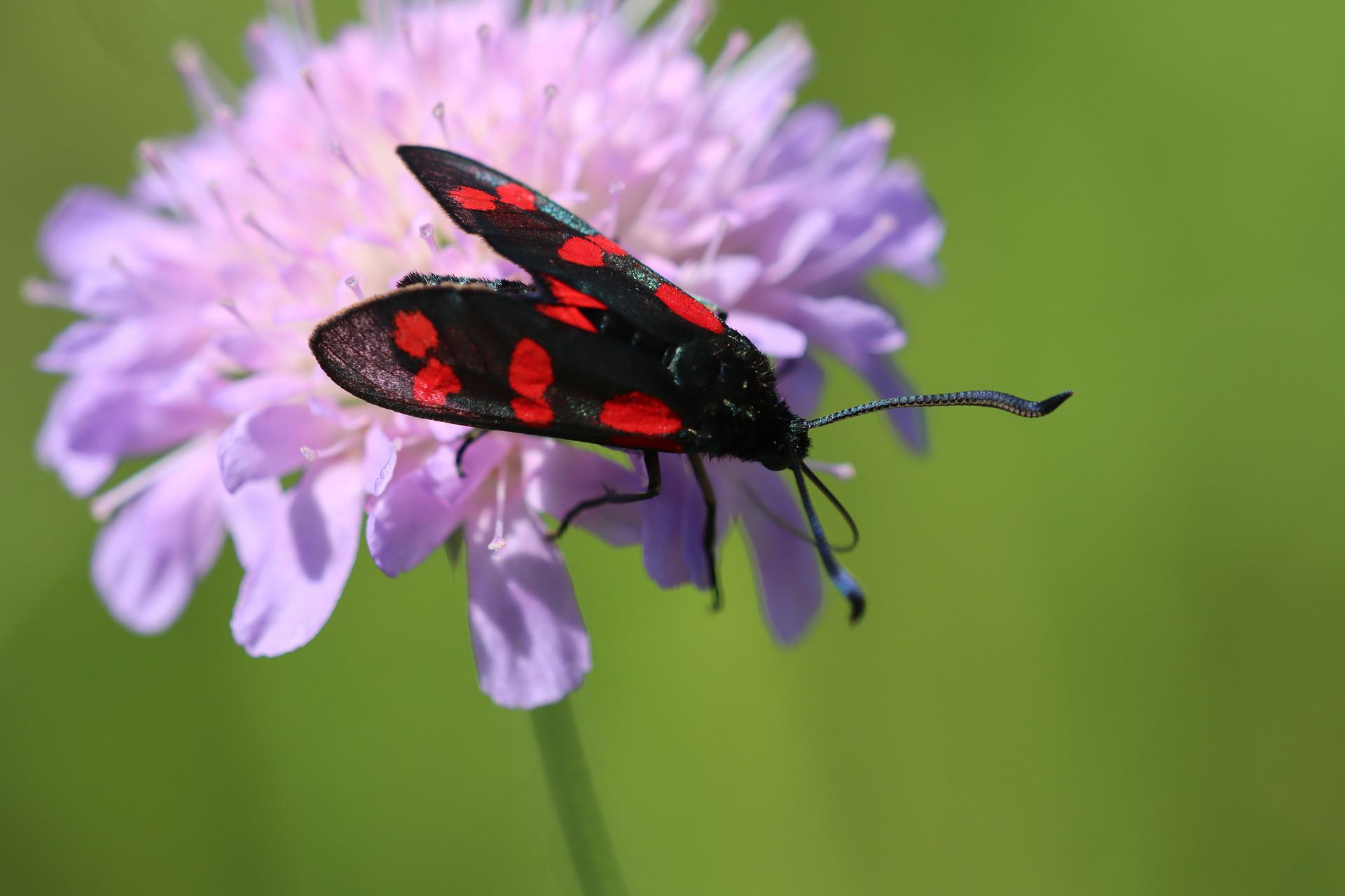 Paprastasis marguolis