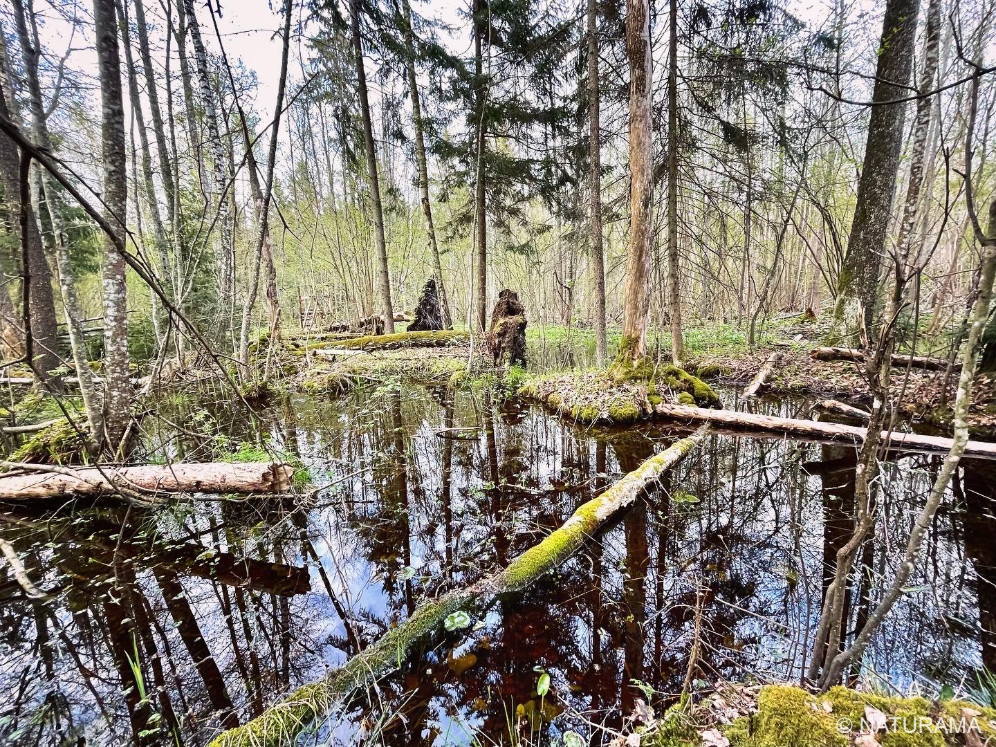 Buktos girioje (15 km) - Image 2