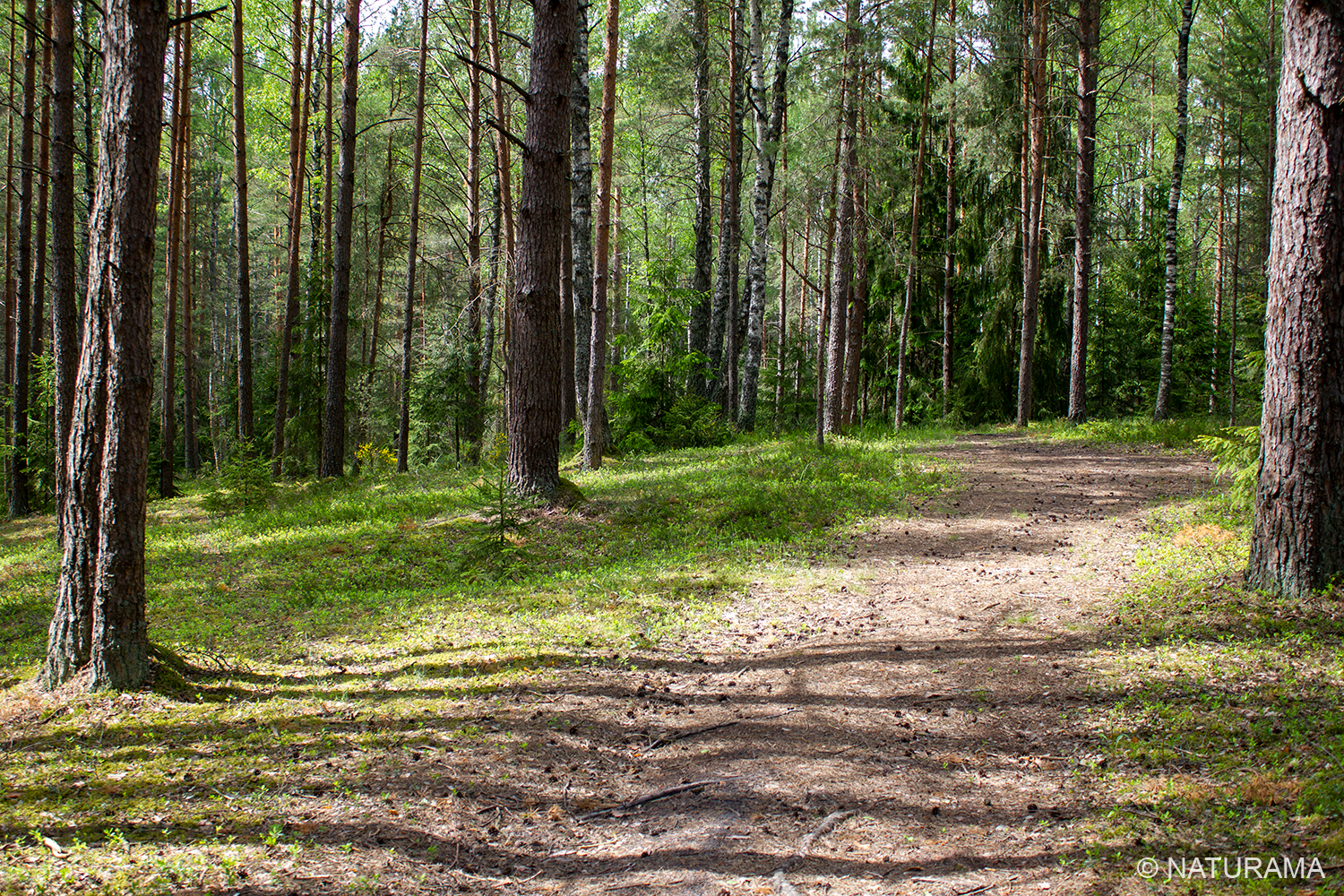 Žaliosios girios širdyje (14 km) - Image 2