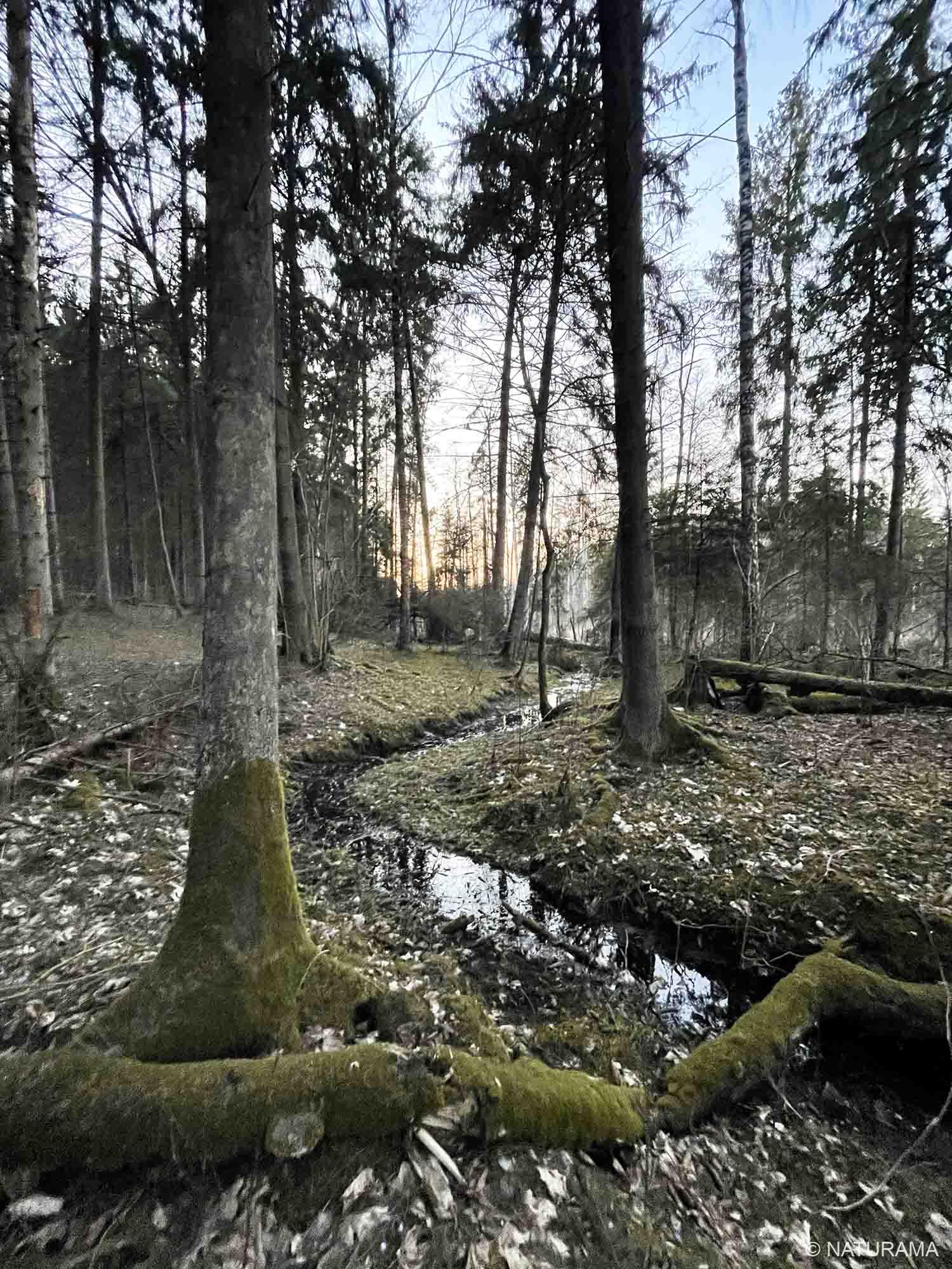 Kubilo miškais (9 km) - Image 2