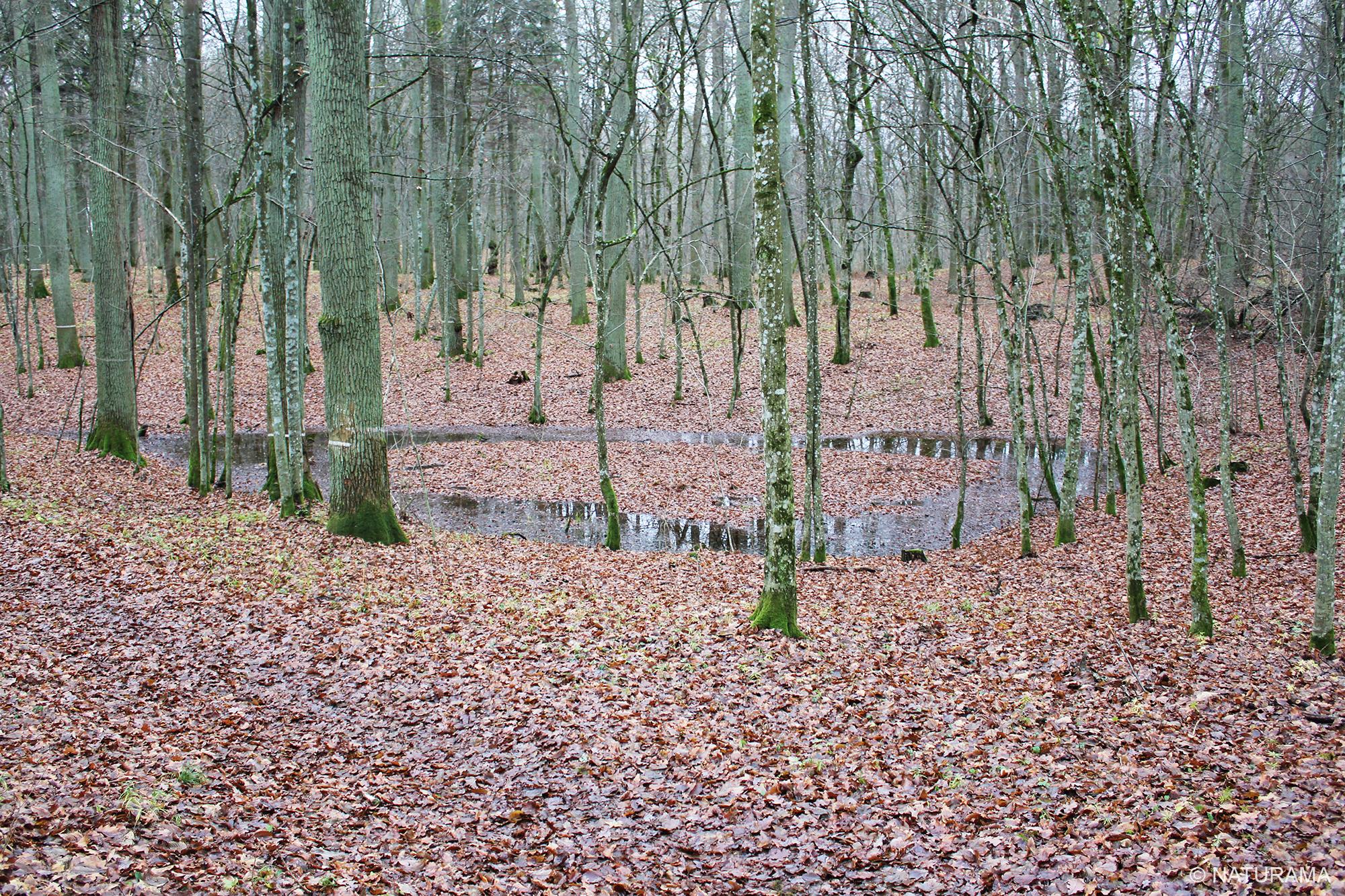 Vidzgiryje - didžiausiame Lietuvos skroblyne (9 km) - Image 2