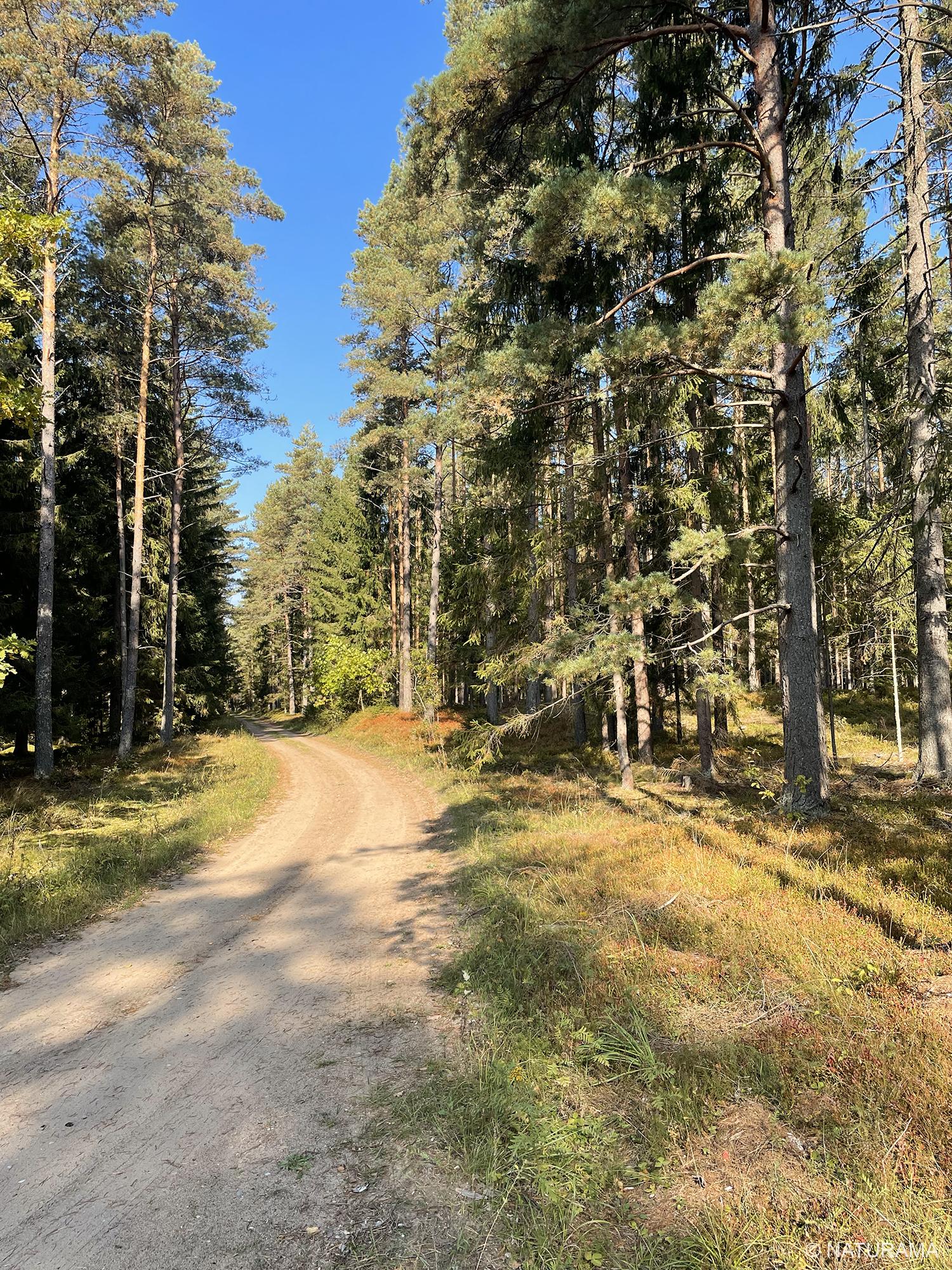 Karšuvos girioje aplink Viešvilę (13 km) - Image 2