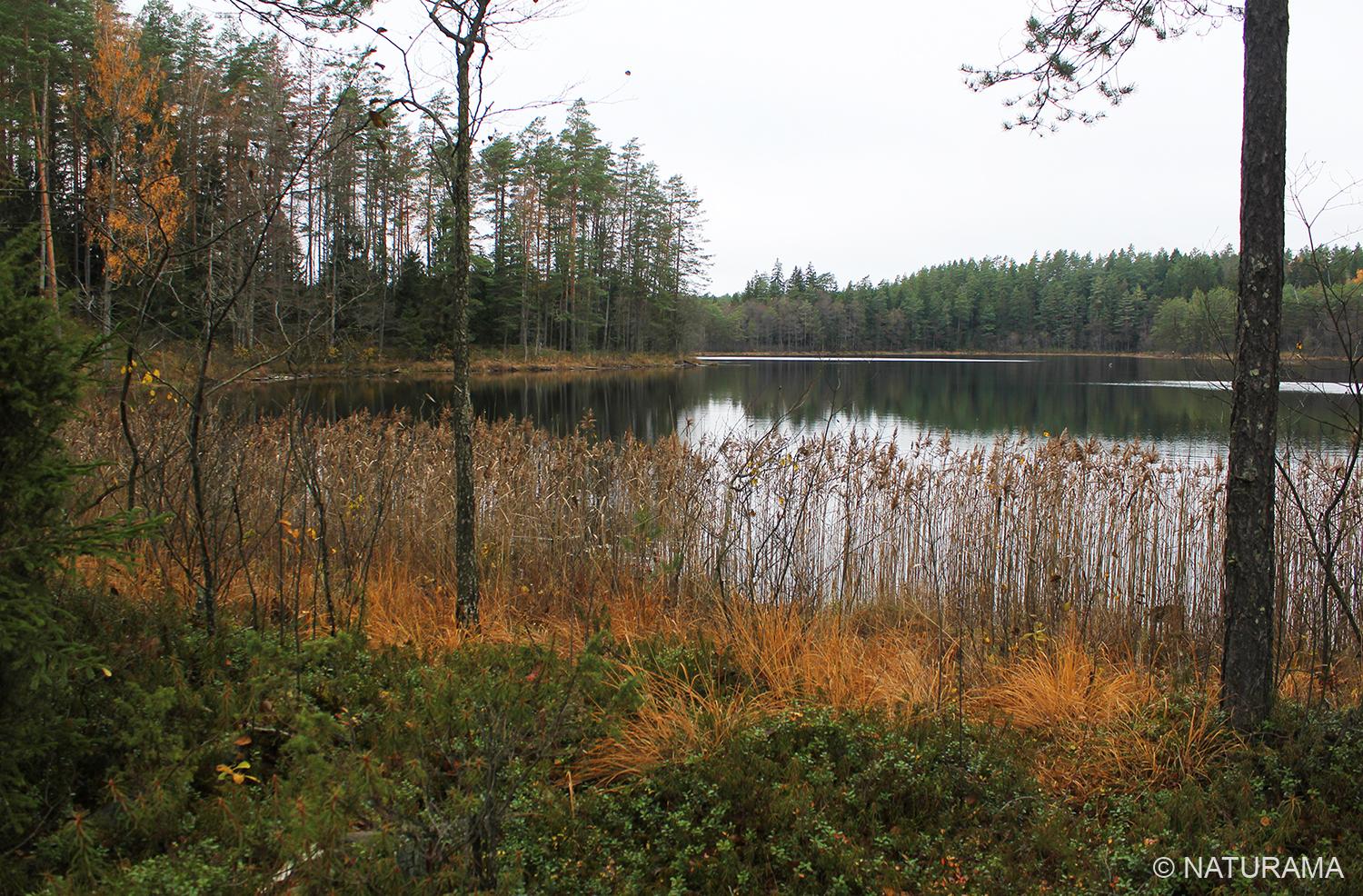 Labanoro girioje prie Aiseto