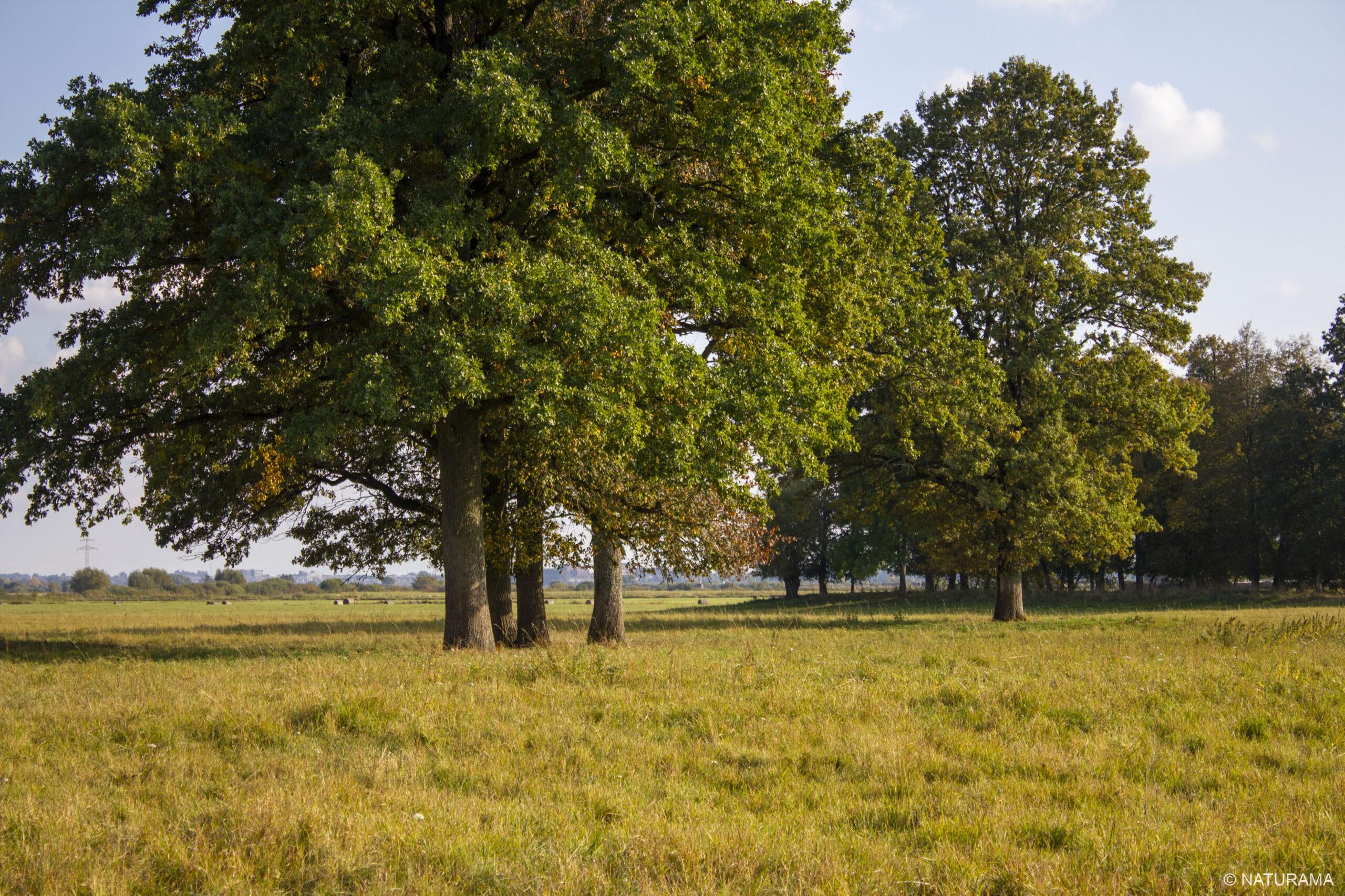 Nemuno pievos ties Pagėgiais (23 km) - Image 2