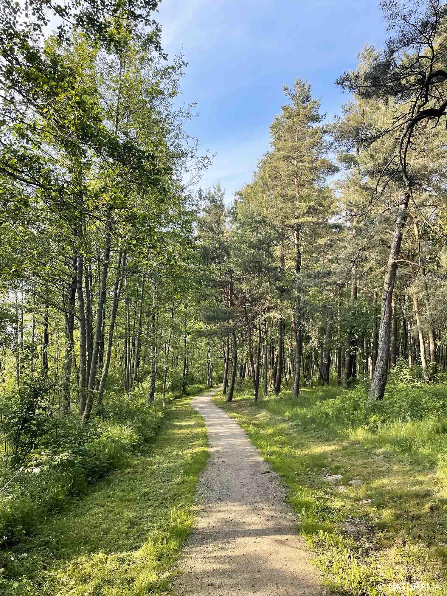 Kintai – tarp Kuršmarių ir Minijos (21 km) - Image 2