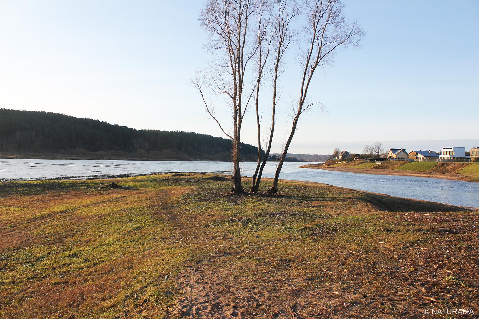 Nemuno ir Nevėžio santakos pievomis ir miškais (15 km) - Image 3