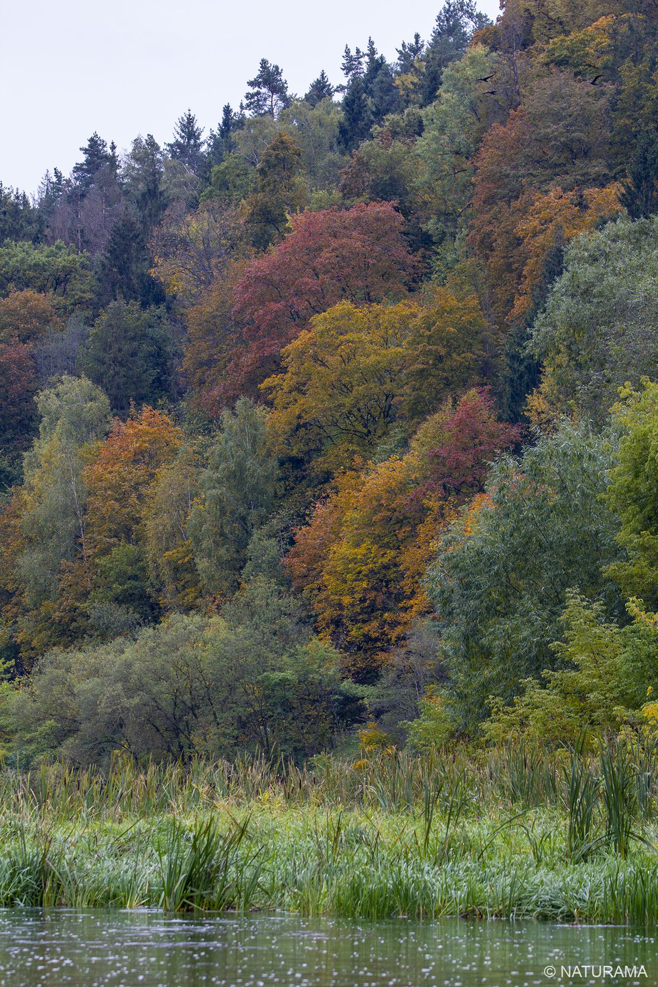 Panerių kalvyno miškais