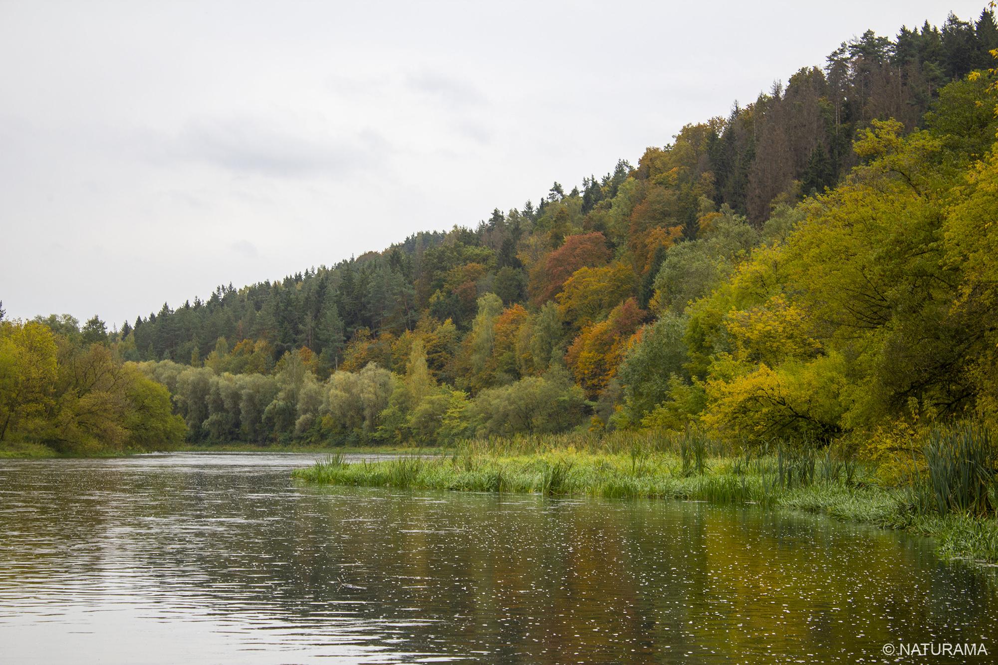Panerių kalvyno miškais – kaip kalnuose (8 km) - Image 3