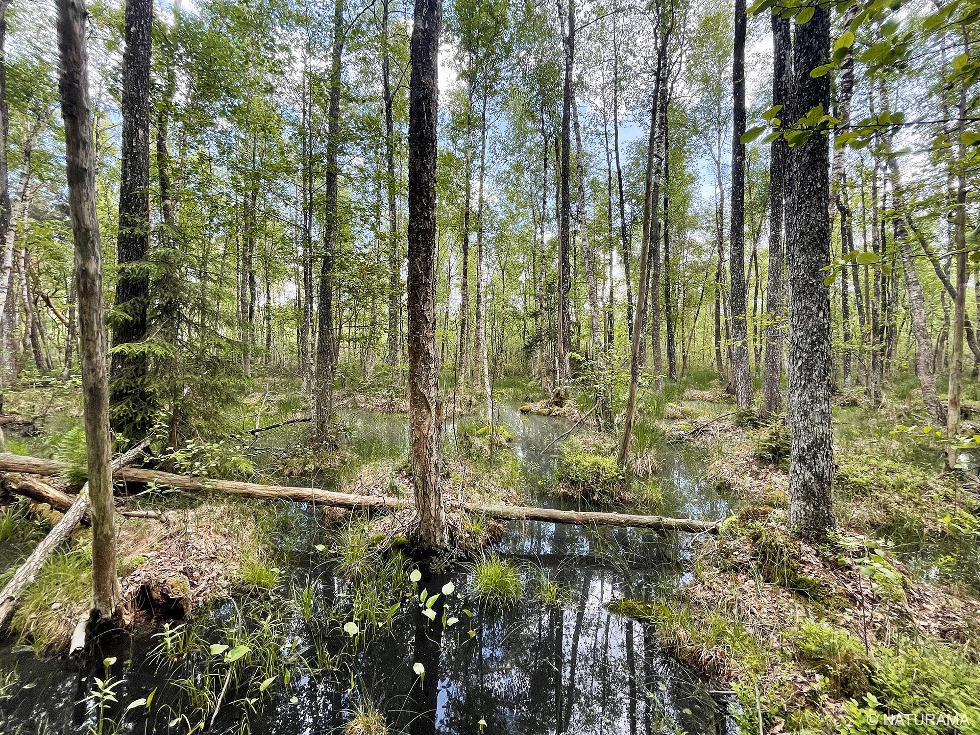 Žaliosios girios širdyje (14 km) - Image 3