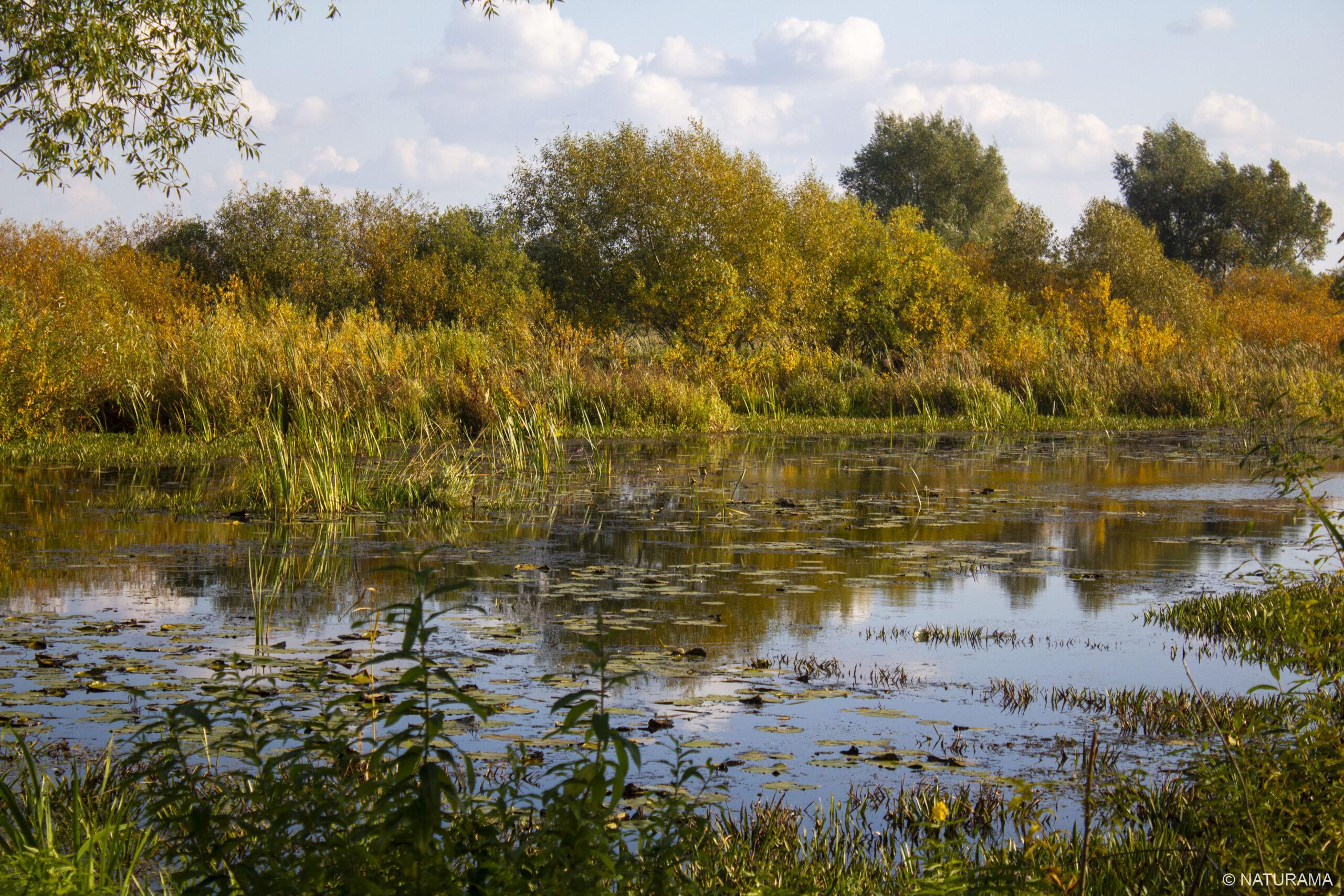 Nemuno pievos ties Pagėgiais