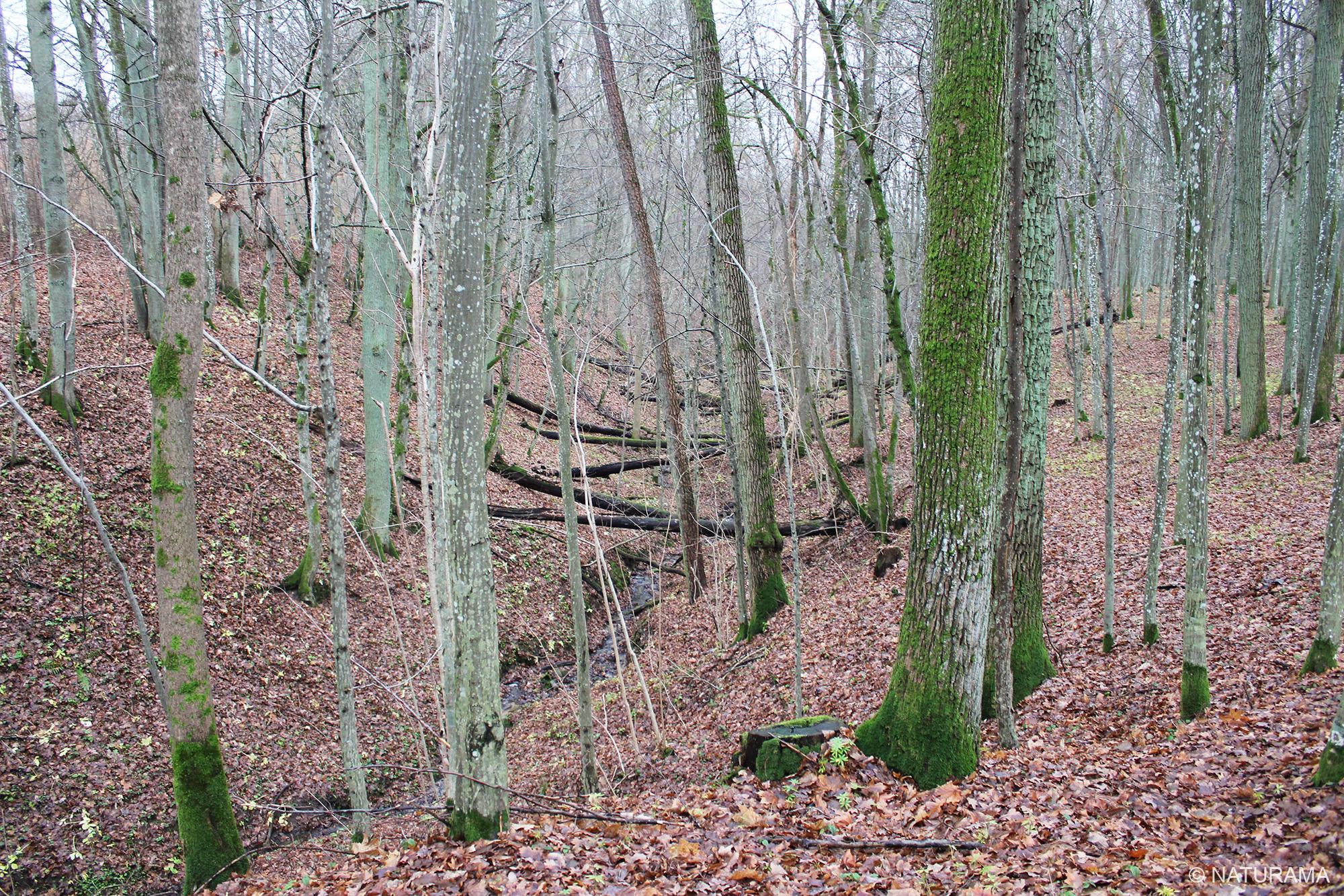 Vidzgiryje - didžiausiame Lietuvos skroblyne (9 km) - Image 3