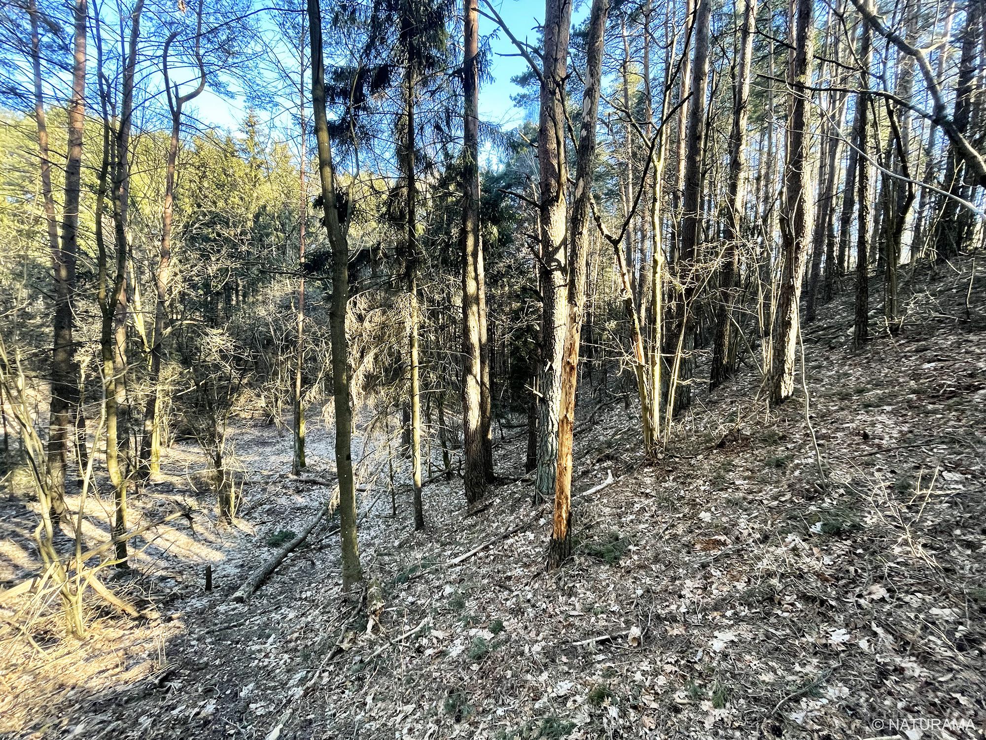 Strošiūnų miške (24 km) - Image 2