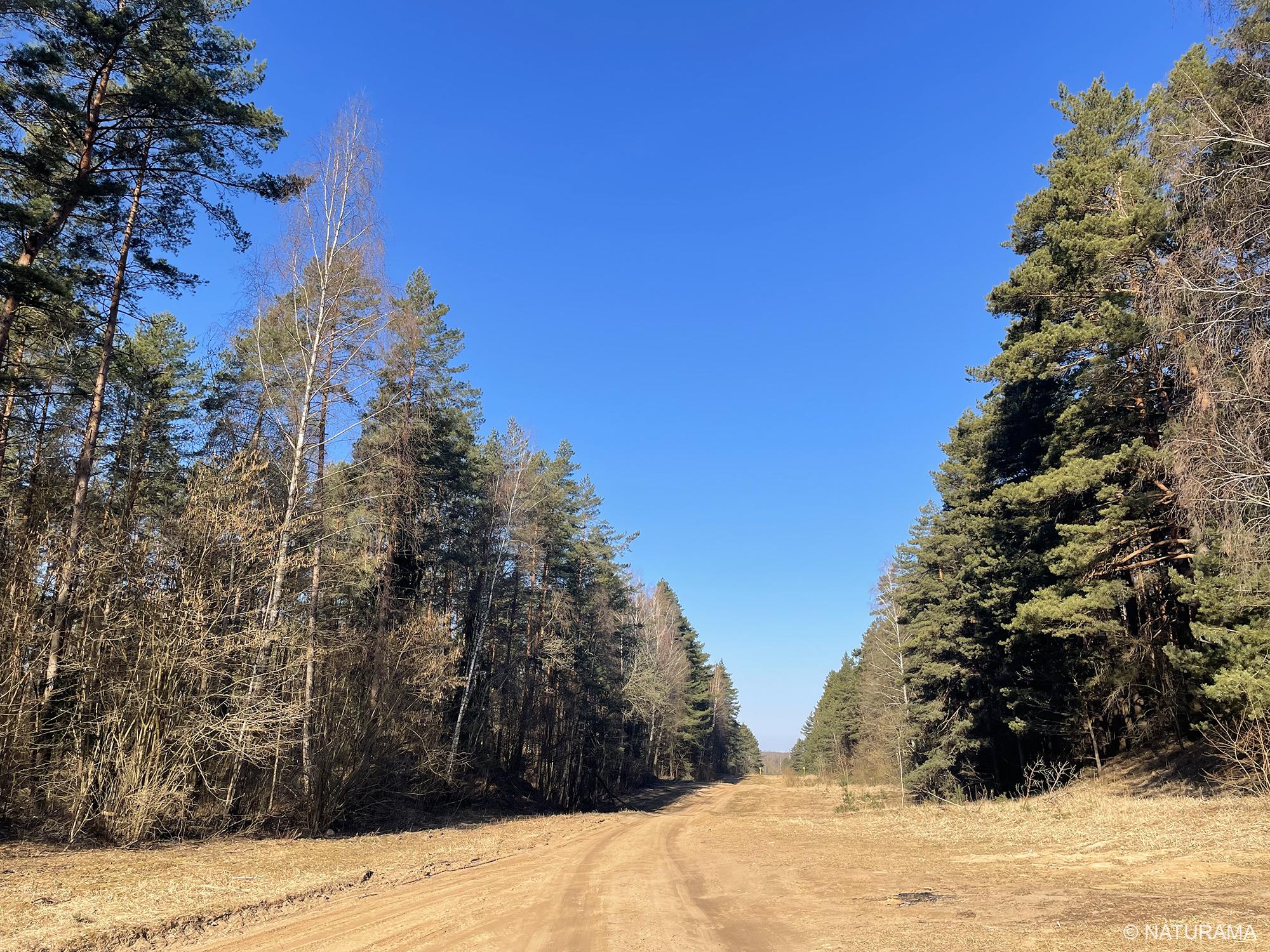 Strošiūnų miške (24 km) - Image 4
