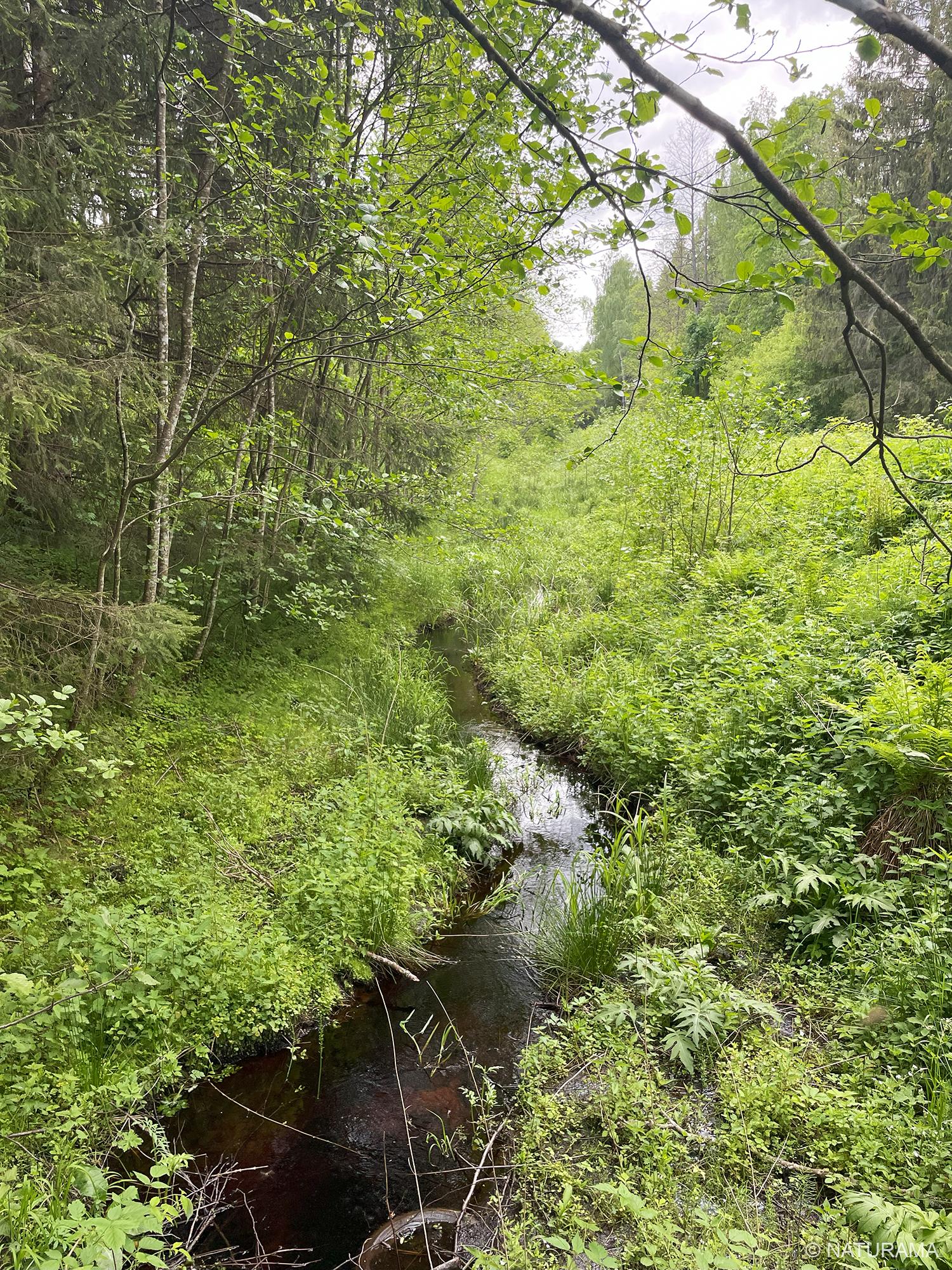 Žaliosios girios širdyje (14 km) - Image 4