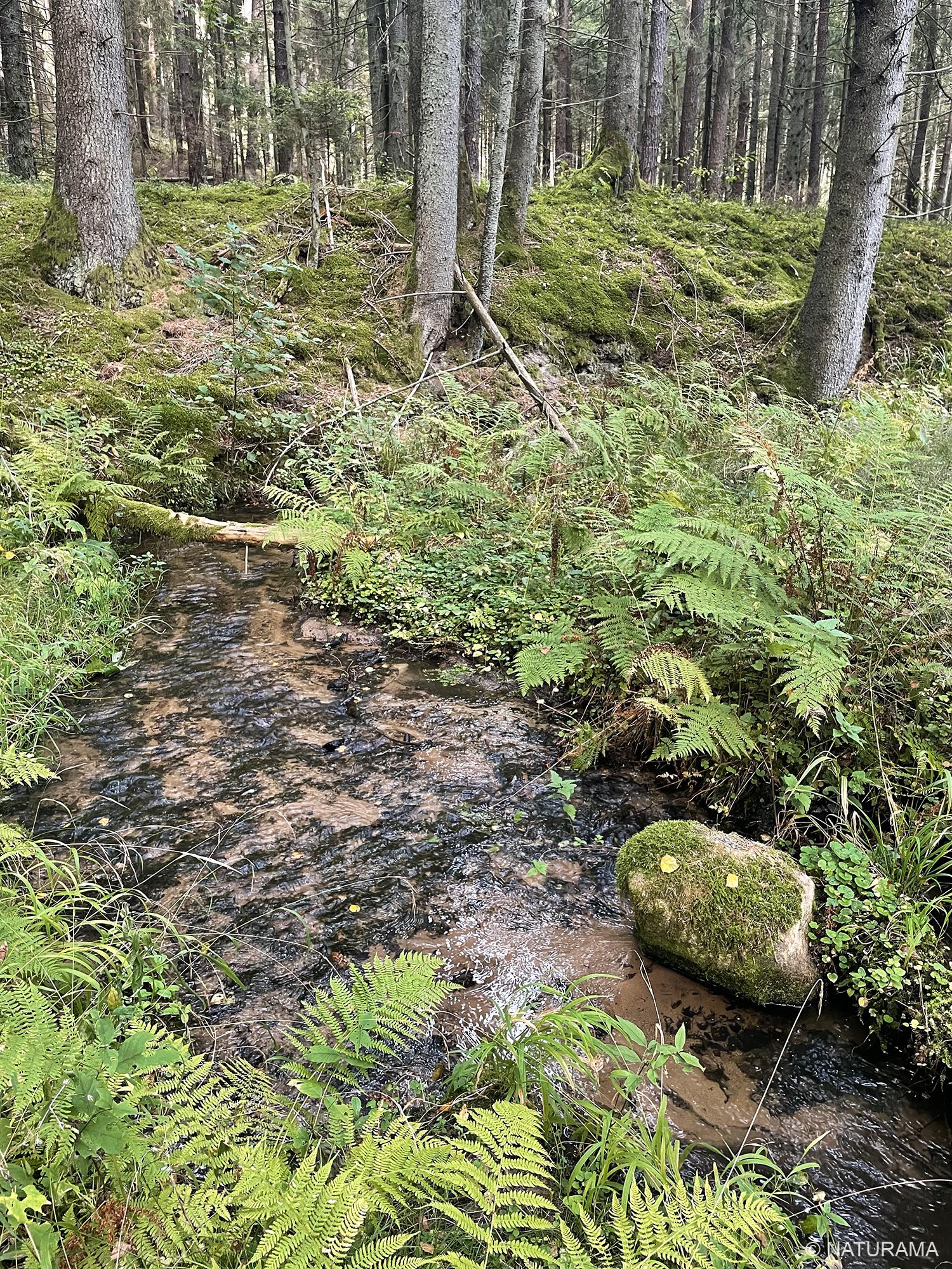 Zizų apylinkėmis Kazlų Rūdos miškuose (15 km) - Image 2