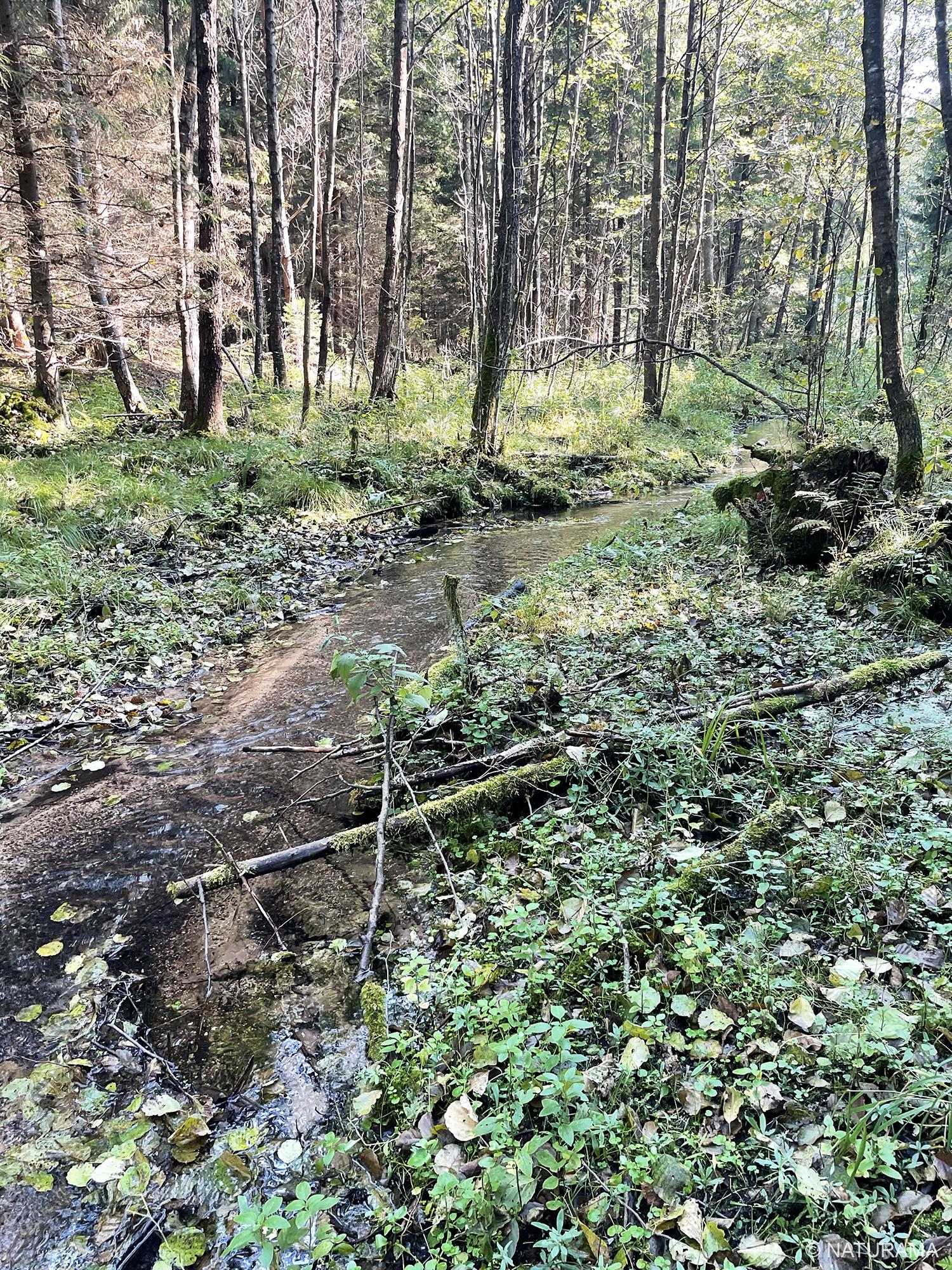 Karšuvos girioje aplink Viešvilę (13 km) - Image 3