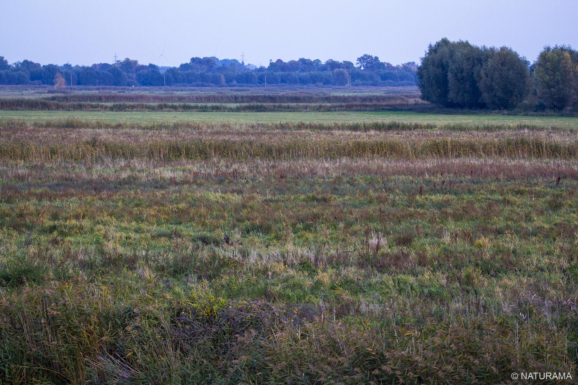 Rusnės sala Nemuno deltoje (17 km) - Image 2