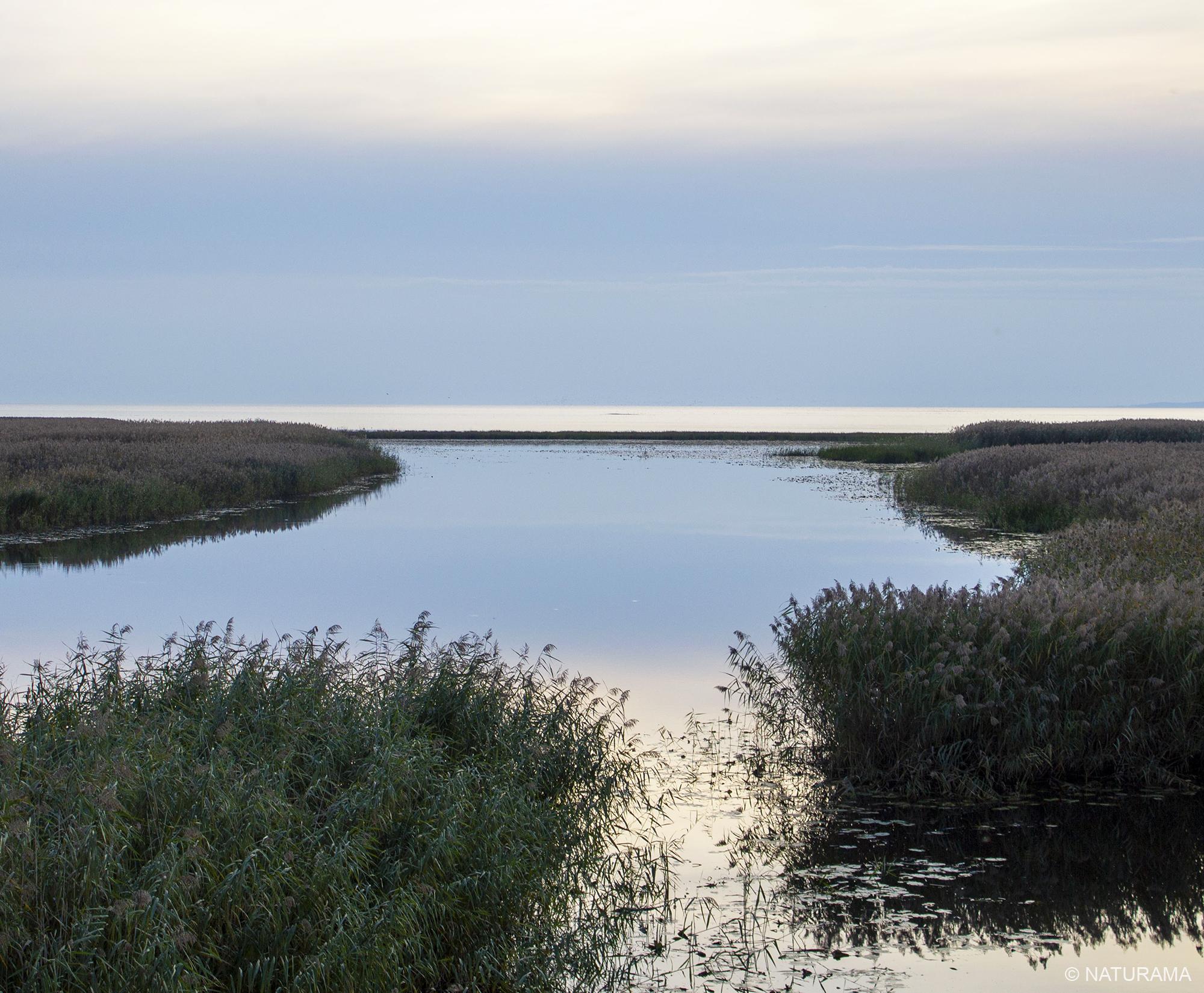 Rusnės sala Nemuno deltoje (17 km) - Image 4