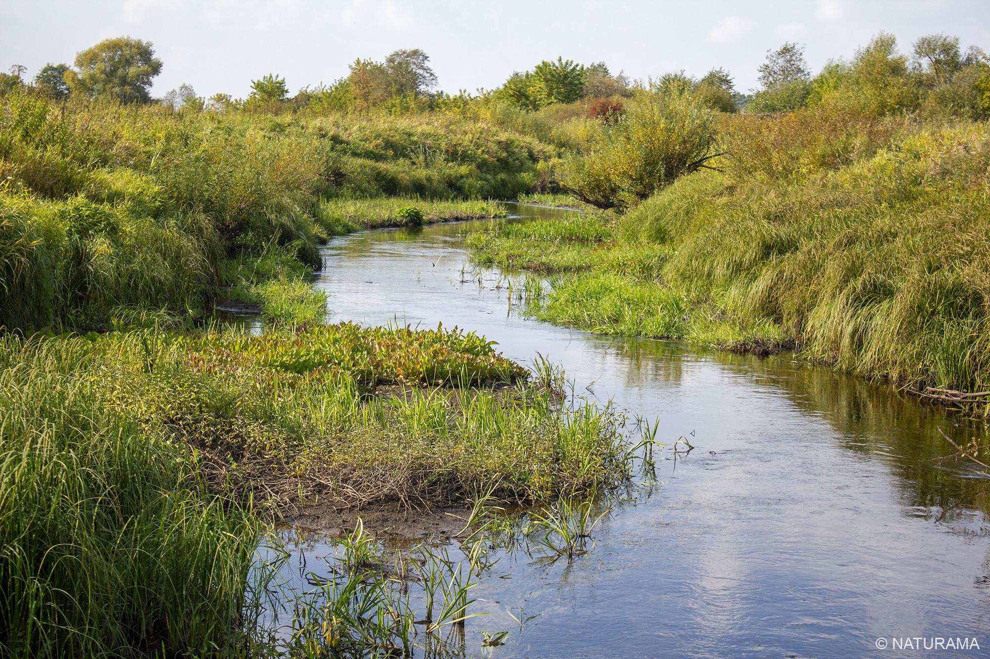 Karšuvos girioje aplink Viešvilę (13 km) - Image 4