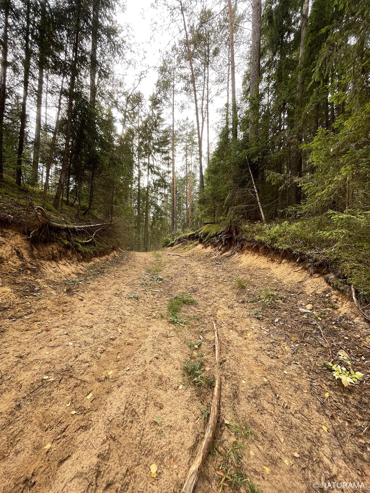 Zizų apylinkėmis Kazlų Rūdos miškuose (15 km) - Image 3