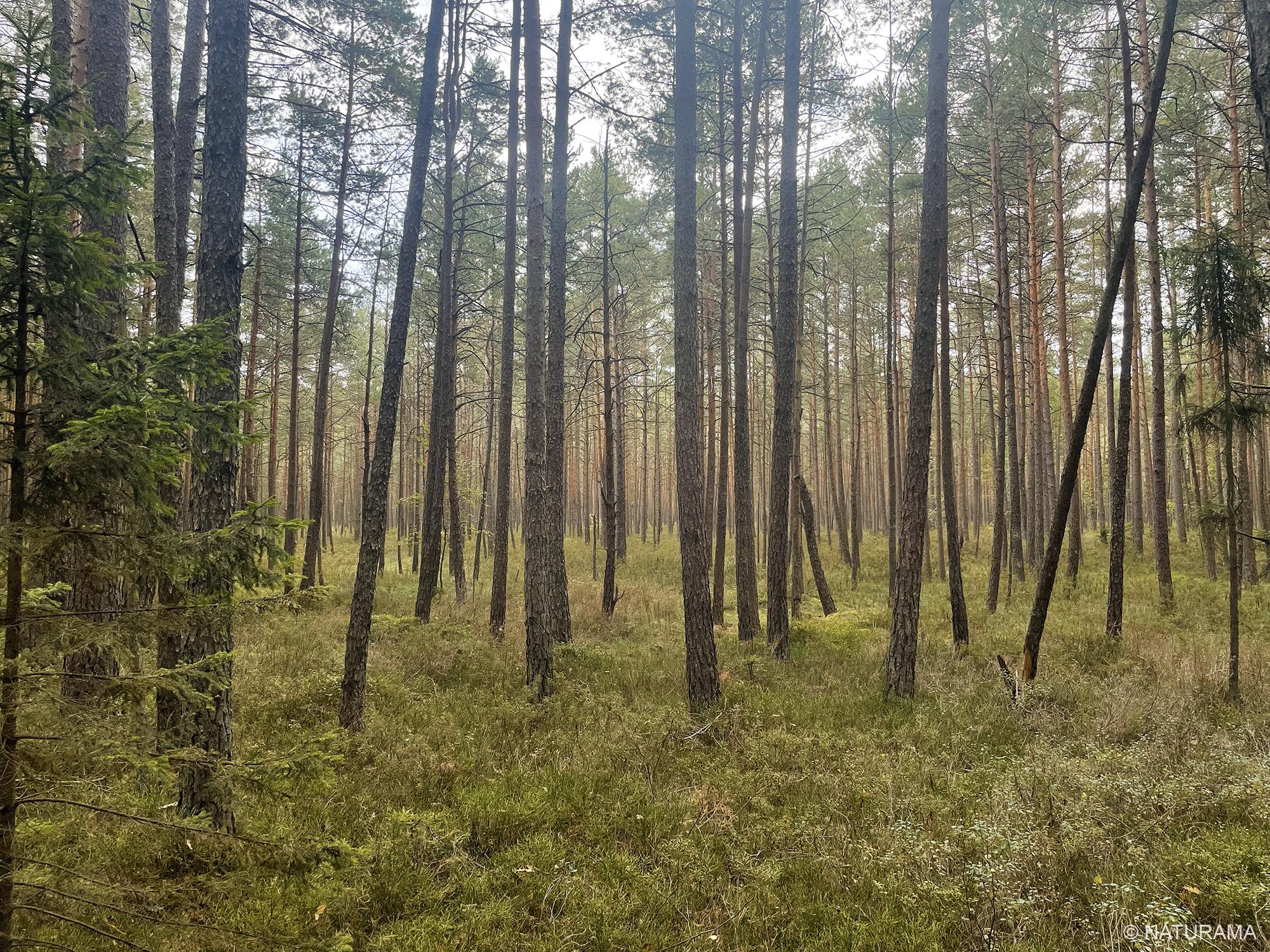 Zizų apylinkėmis Kazlų Rūdos miškuose (15 km) - Image 4