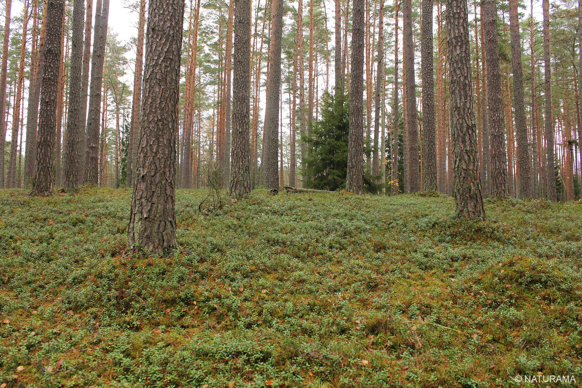 Labanoro girios viduryje (24 km) - Image 2