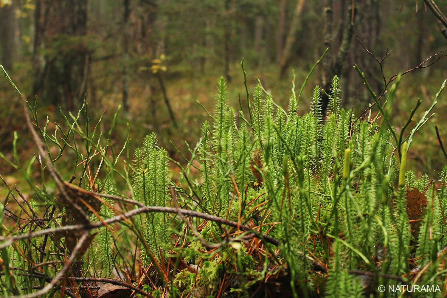 Labanoro girioje prie Aiseto (23 km) - Image 4