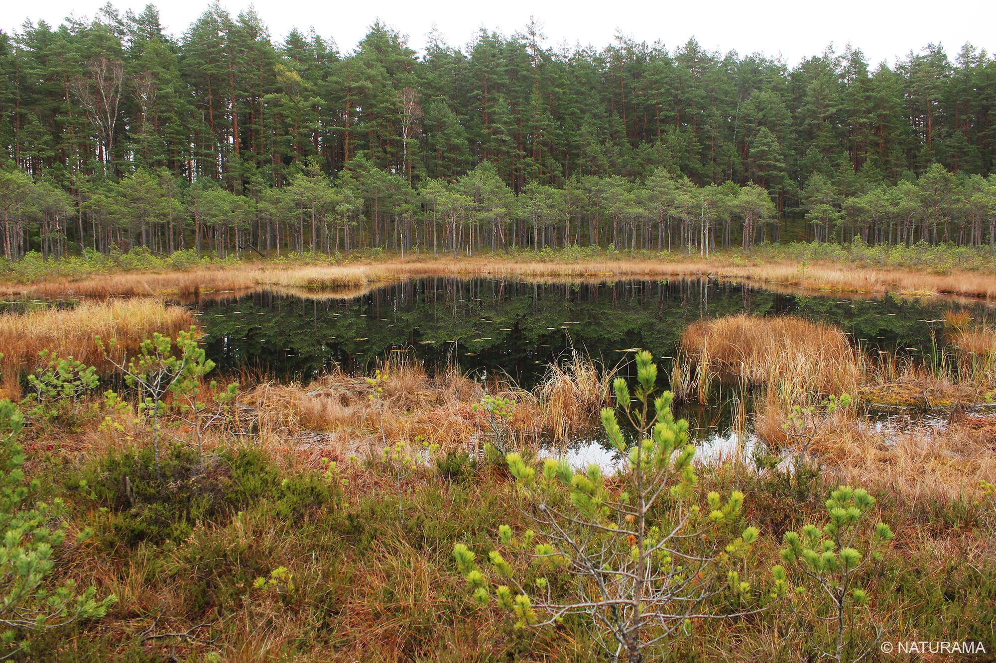 Labanoro girios viduryje (24 km) - Image 3