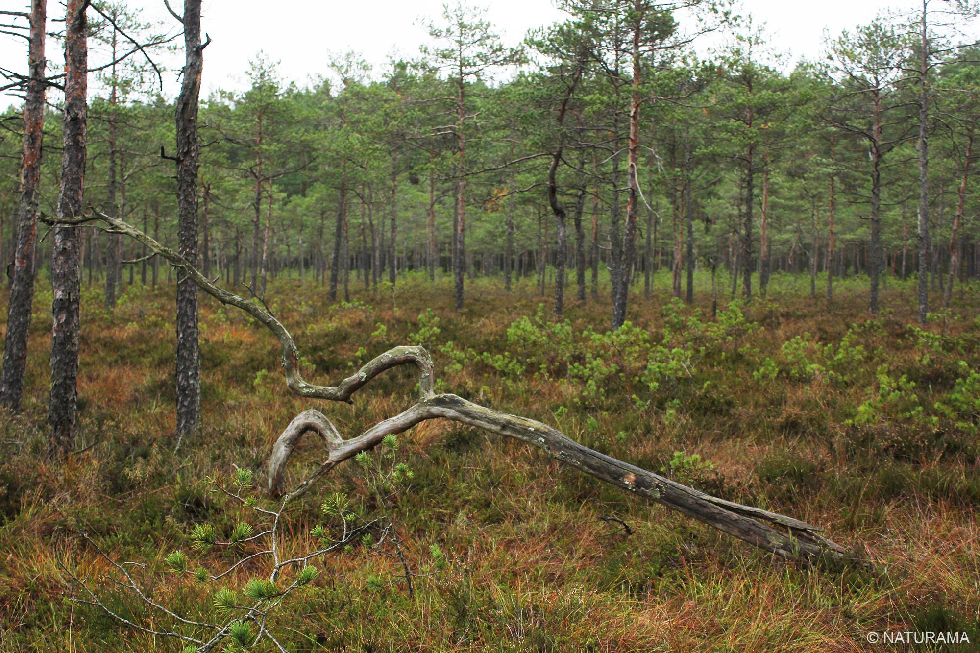 Labanoro girios viduryje