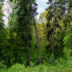 Vanaginės miško eglynais ir ąžuolynais