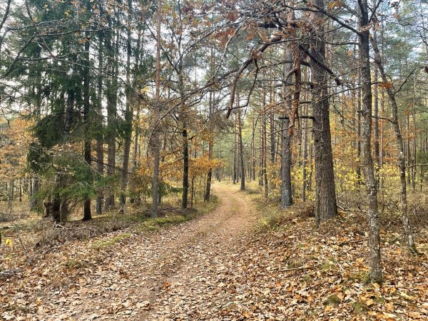 Anykščių šilelyje (14 km) - Image 2