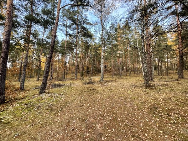 Anykščių šilelyje (14 km) - Image 3
