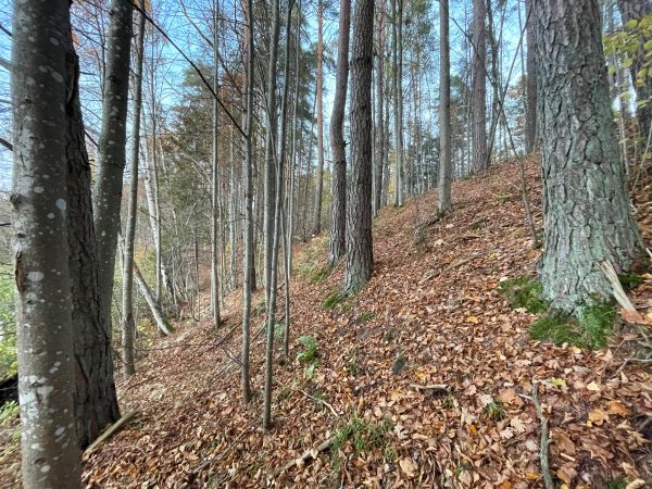 Anykščių šilelyje (14 km) - Image 4