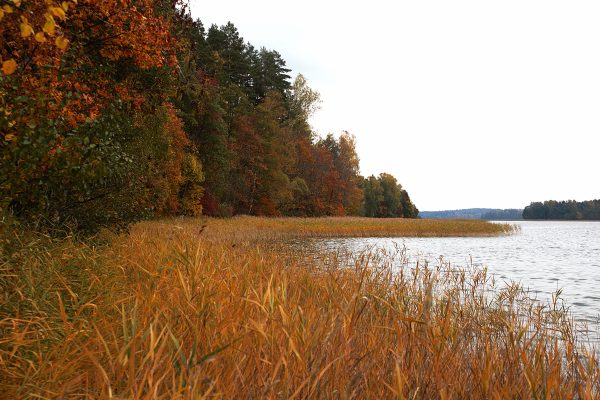 Aplink Tauragną (29 km) - Image 2