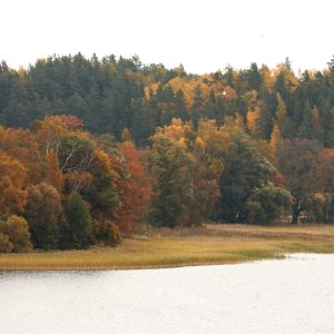 Aplink Tauragną