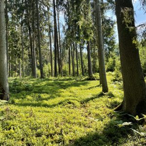 Falsbergo miškas