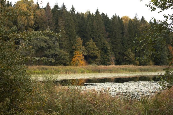 Glitiškių miškas (19 km) - Image 2