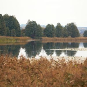 Glitiškių miškas
