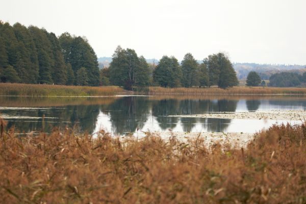 Glitiškių miškas