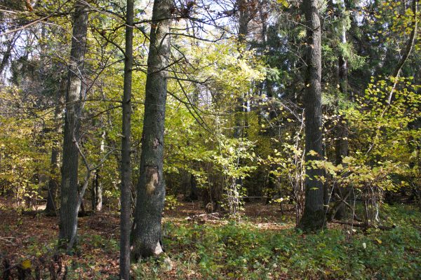 Gubernijos miškas (21 km) - Image 2