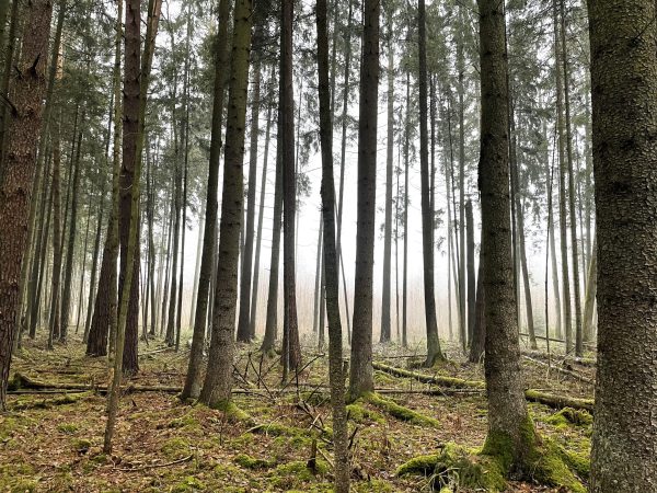 Ilgakiemio miškas (17 km) - Image 2