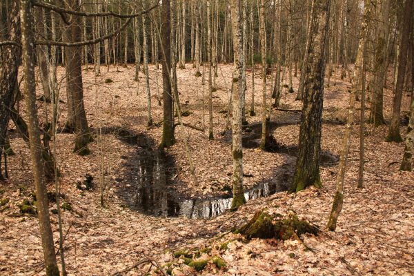 Ilgakiemio miškas (17 km) - Image 3