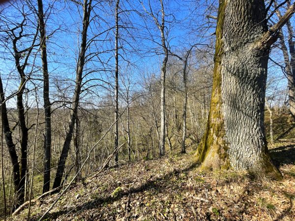 Palei Miniją tarp Kalvių ir Dituvos (20 km) - Image 2
