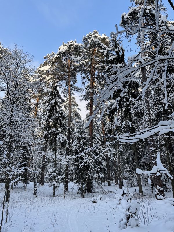 Kleboniškio miškas (8 km) - Image 2