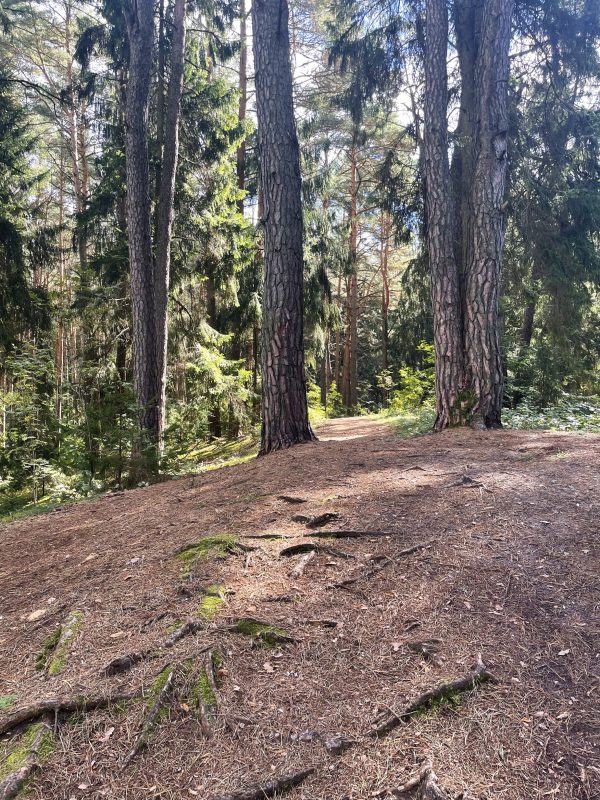 Kleboniškio miškas (8 km) - Image 3